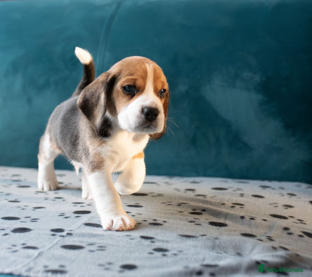 Beagle dogs for sale: Adorable Beagle Puppies for Sale - Advert 4