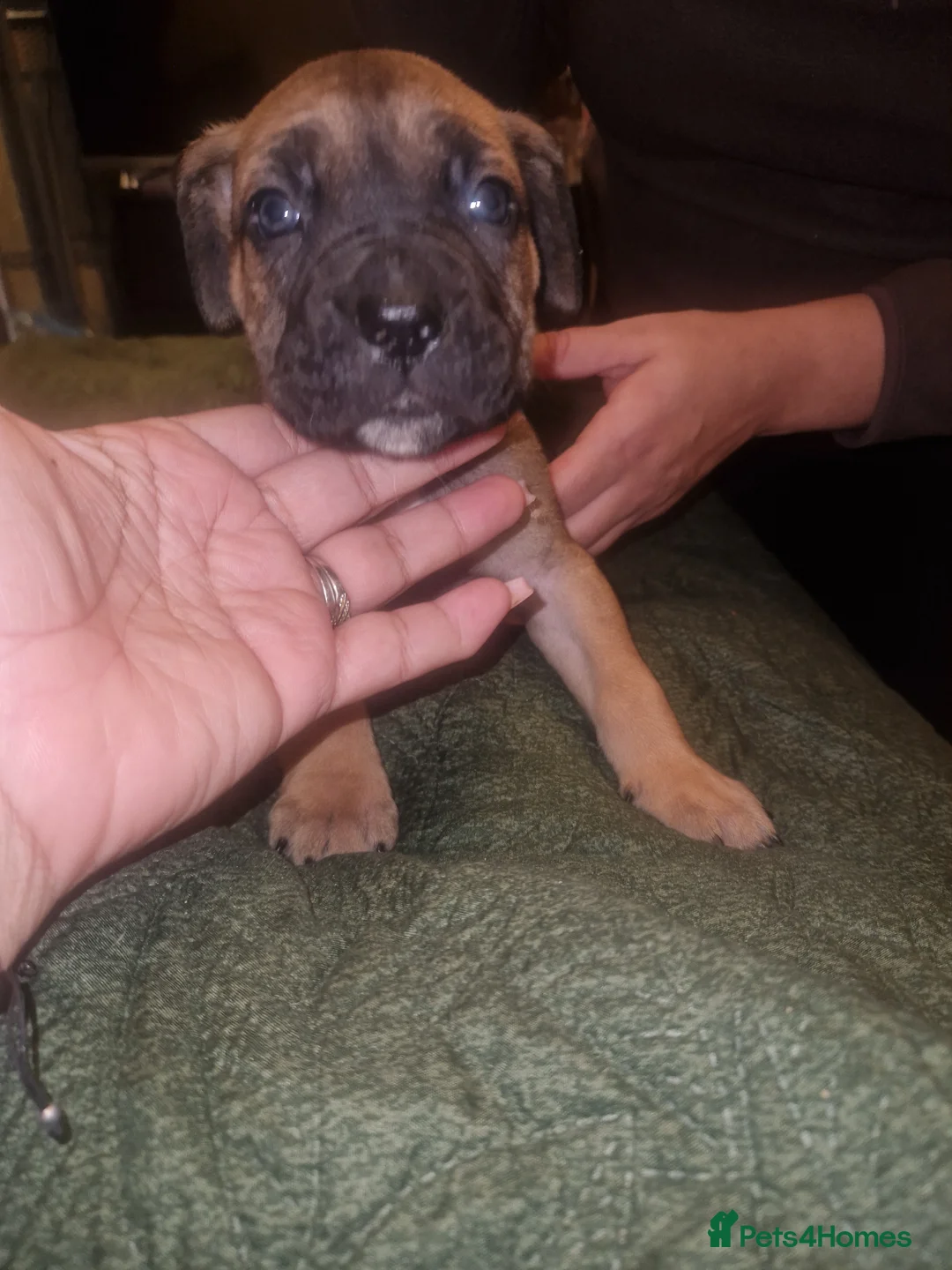 Cane Corso dogs for sale: Fawn cane corsos males £650 females £700 - Advert 7