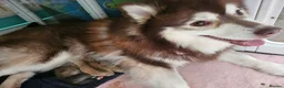 Pomsky dogs for sale: Stunning Pomsky Puppies  in Worthing - Advert 21