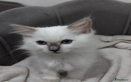 Ragdoll cats for sale: Beautiful GCCF Lilac and Cream Point kittens - Image 2