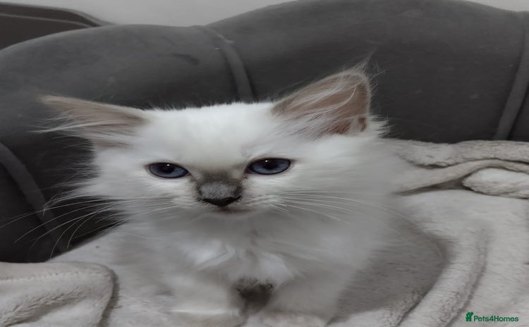 Ragdoll cats - Advert 4