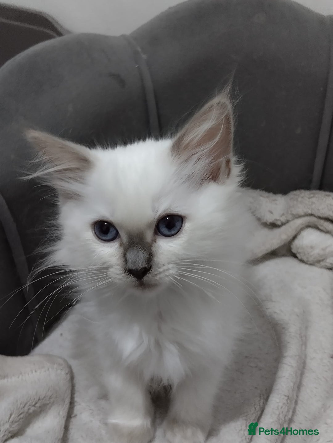 Ragdoll cats for sale: Beautiful GCCF Lilac and Cream Point kittens - Image 2