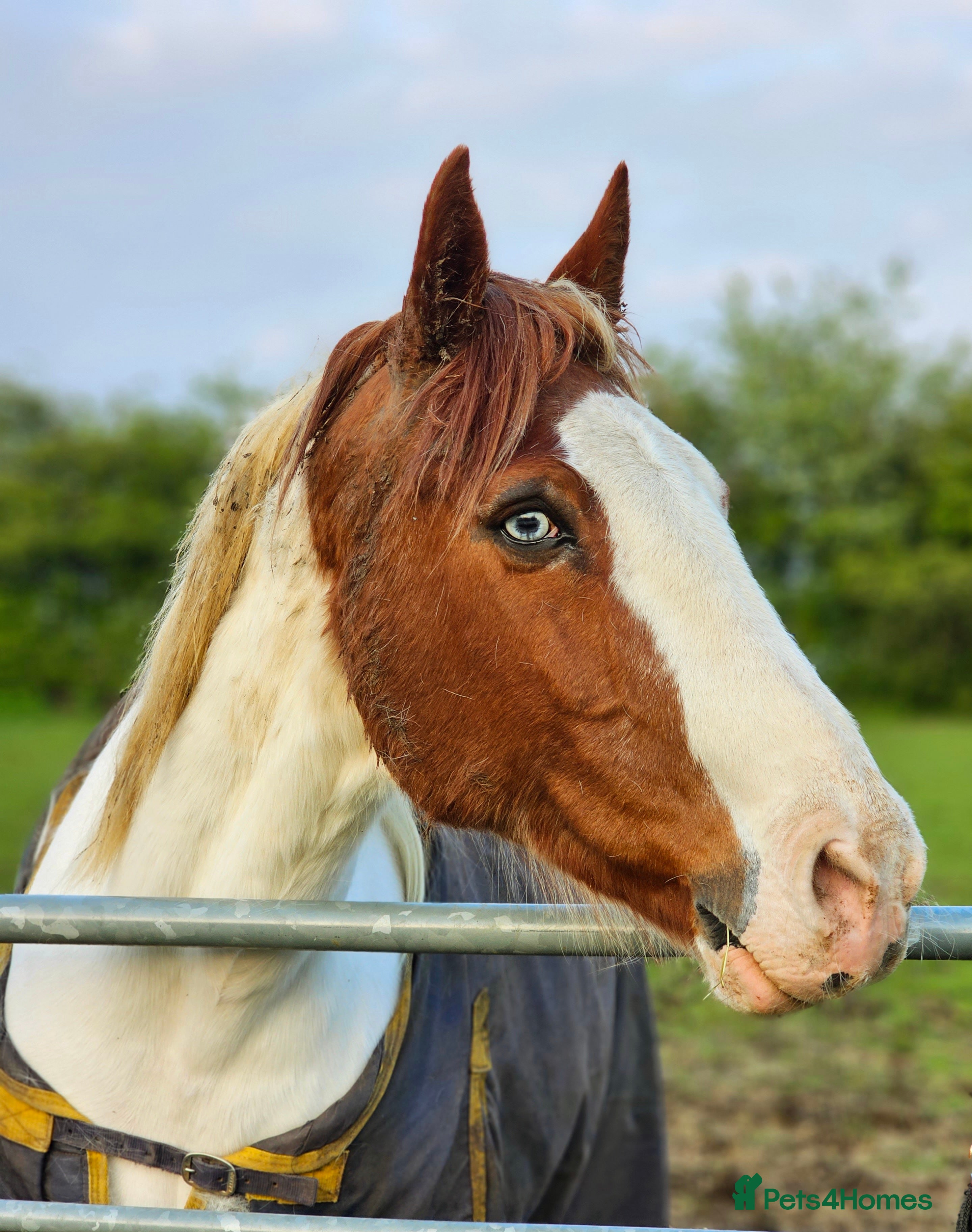 Pintos horses Handsome blue eyed Gelding - Advert 1