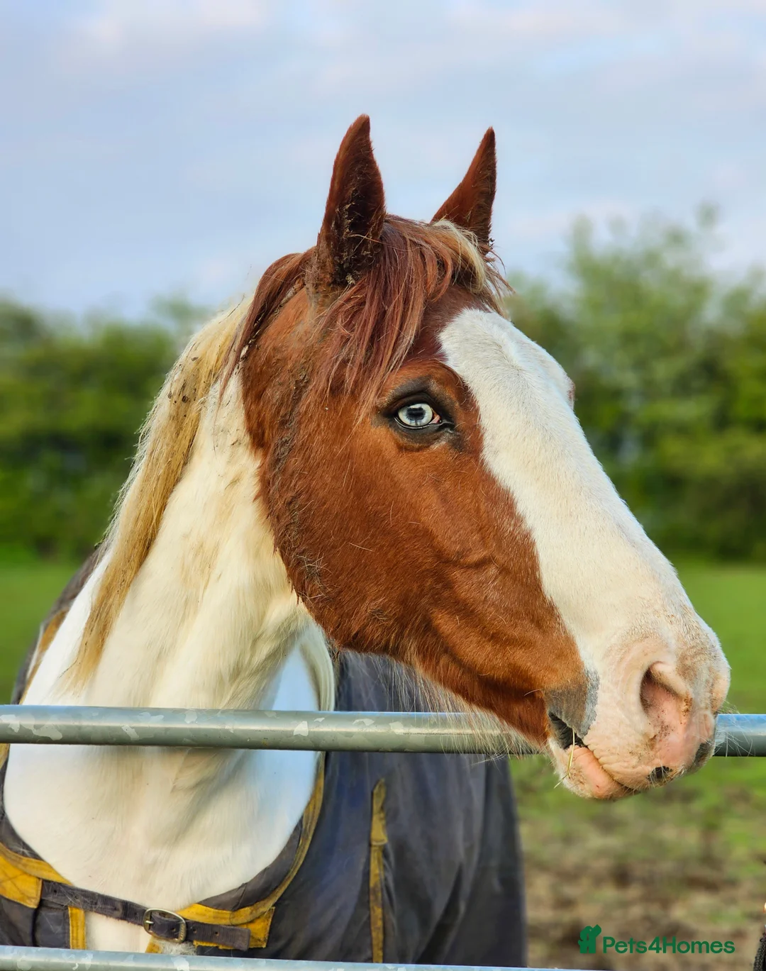Pintos horses for sale: Handsome blue eyed Gelding - Advert 1