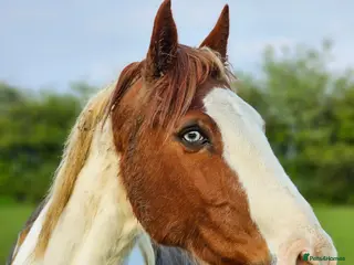 Pintos horses Handsome blue eyed Gelding - Advert 3