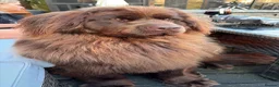 Newfoundland dogs for sale: Expected Newfoundland Pups Register Your Interest - Advert 2