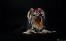 Yorkshire Terrier dogs for sale: Absolutely adorable mini yorkie puppies  - Image 14