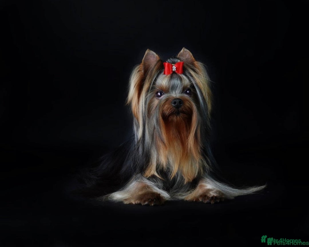 Yorkshire Terrier dogs for sale: Absolutely adorable mini yorkie puppies  - Image 14