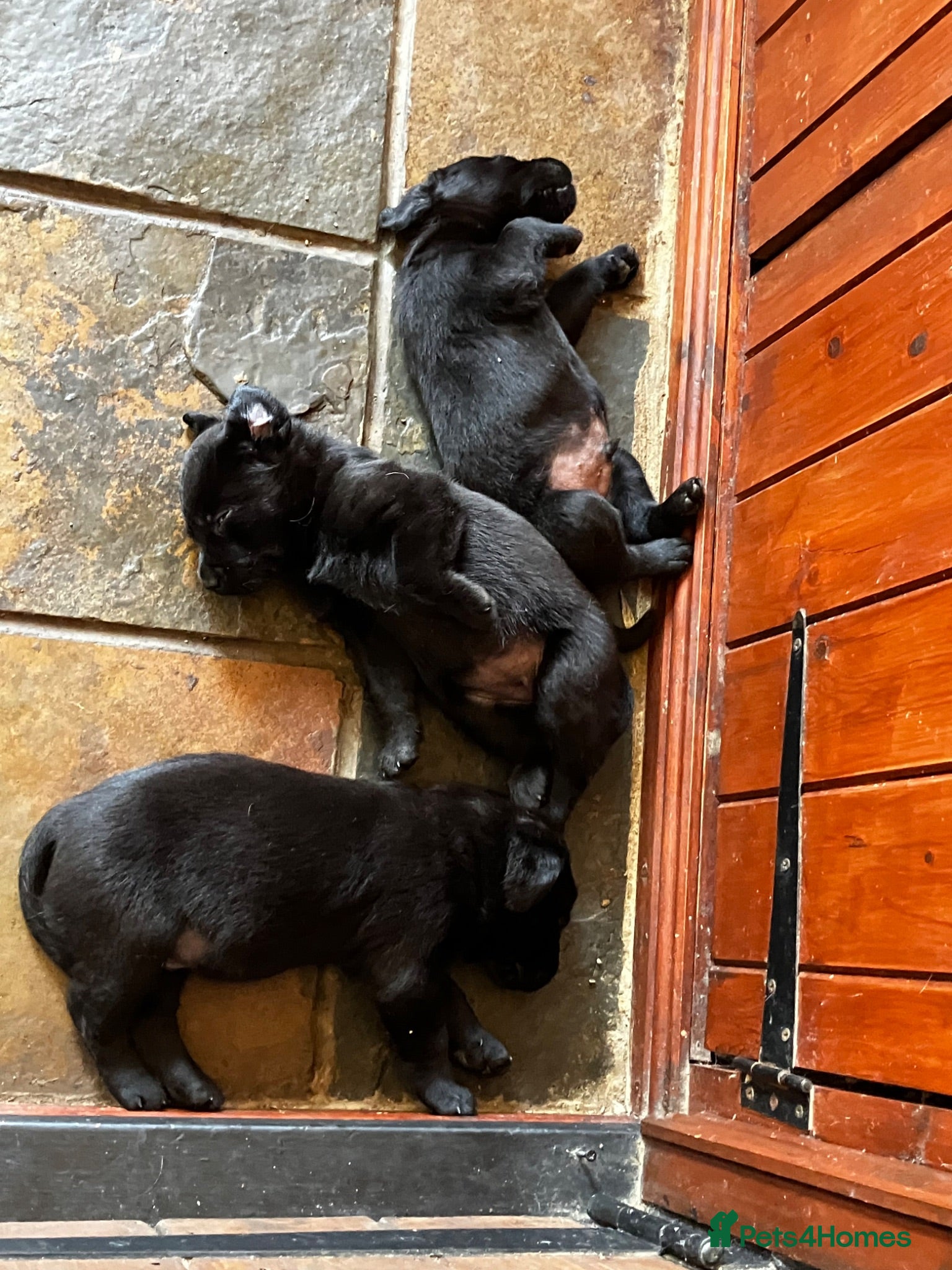 Labrador Retriever dogs Quality bred, cared for puppies. Pick of girls - Advert 1