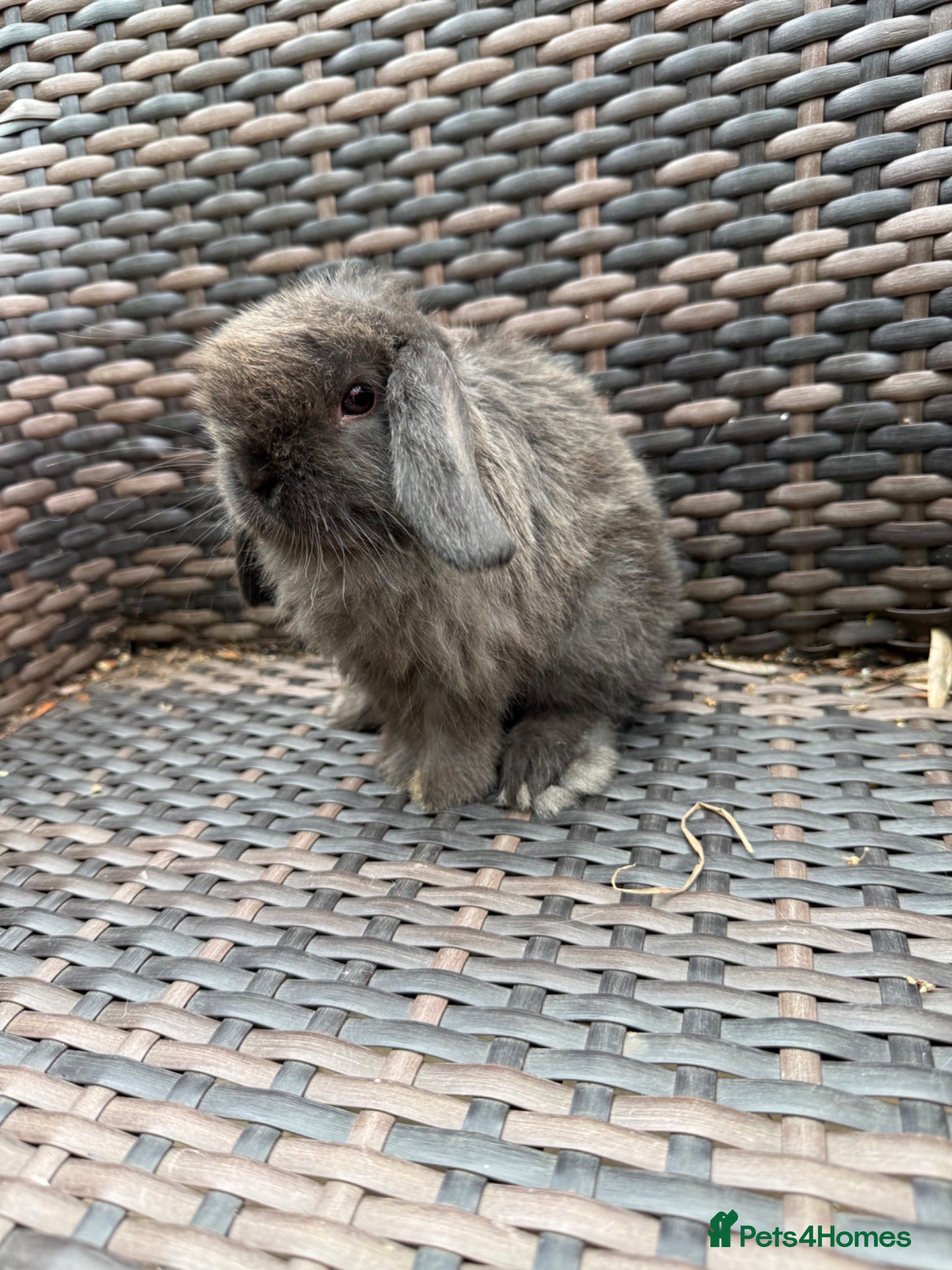 Mini Lop rabbits Mini lop baby’s for sale - Advert 1