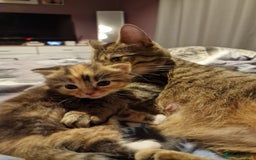 Mixed Breed cats for sale: Male and Female Cats - Image 6