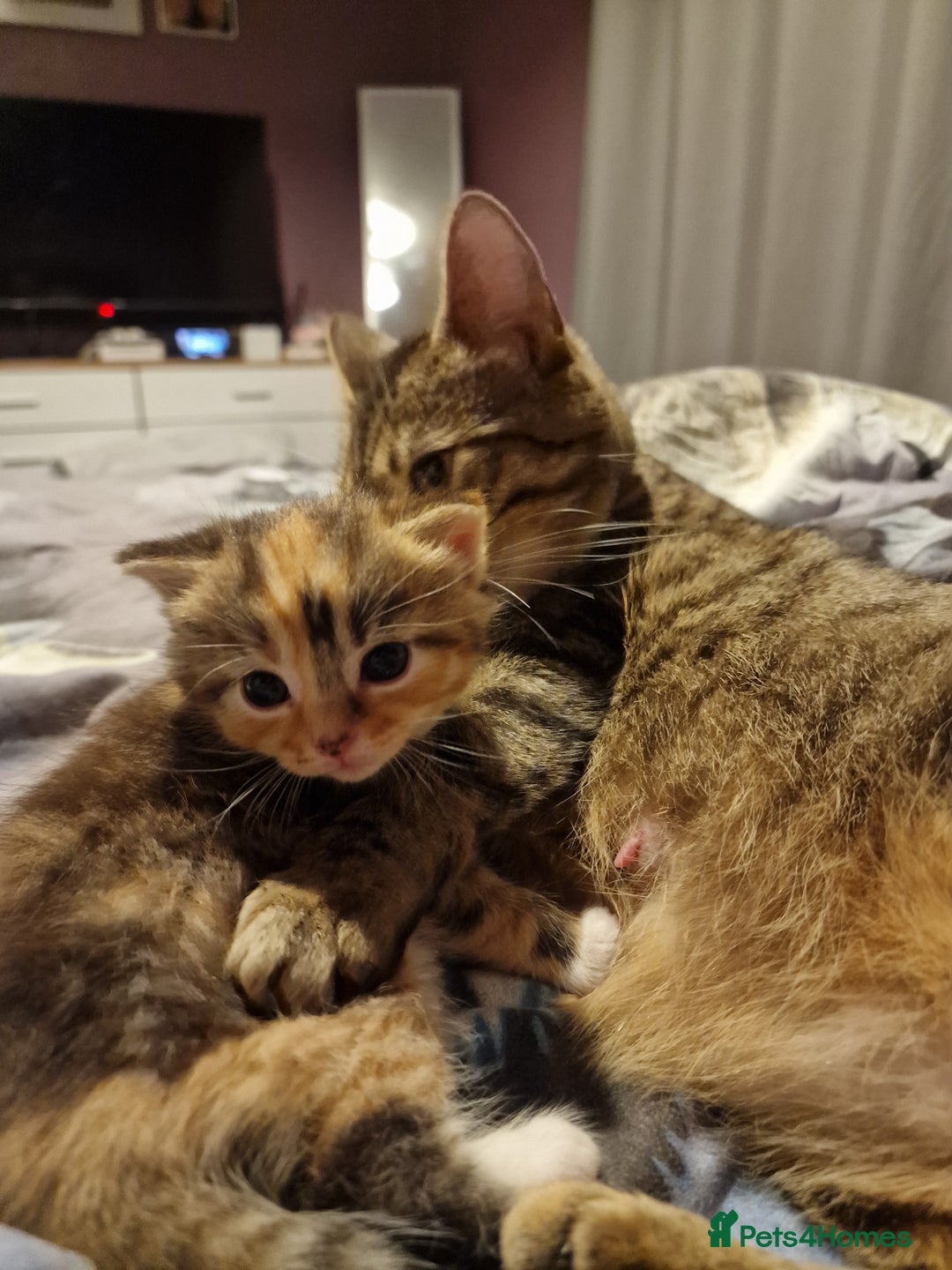 Mixed Breed cats for sale: Male and Female Cats - Image 6