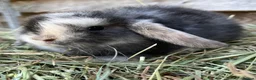 Mini Lop rabbits for sale: Gorgeous pure Mini lops and mini lion lops  - Advert 13