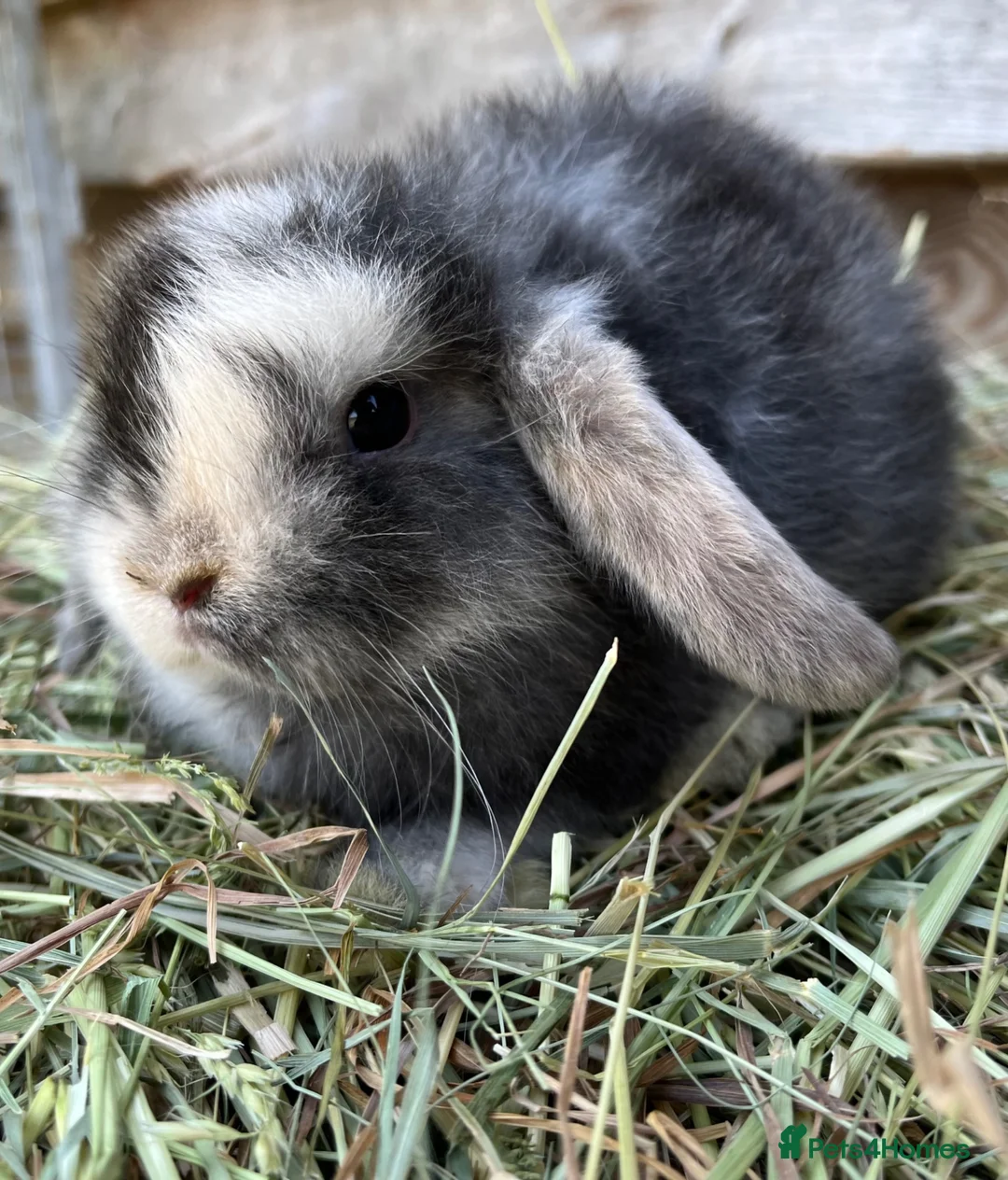 Mini Lop rabbits for sale: Gorgeous pure Mini lops and mini lion lops  - Advert 13