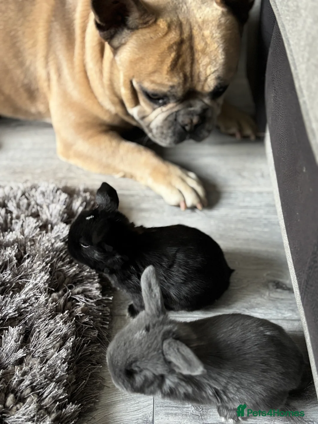 Mini Lop rabbits for sale: Gorgeous Mini Lops  - Advert 12