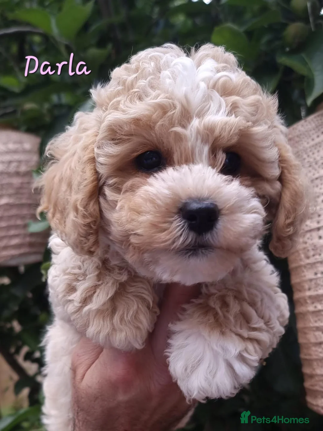 Shihpoo dogs for sale: ❤️Beautiful Shihpoo's❤️ - Advert 1