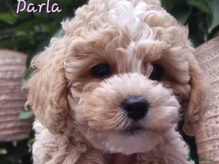 Shihpoo dogs Beautiful Shihpoo's - Advert 1