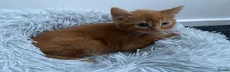 Mixed Breed cats for sale: Cute dark ginger kitten awaiting forever home 🏡  - Advert 8