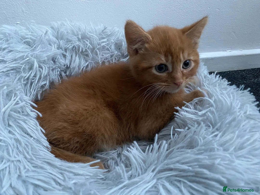 Mixed Breed cats for sale: Cute dark ginger kitten awaiting forever home 🏡  - Advert 8