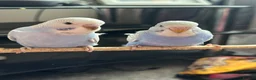 Budgerigars birds for sale: Semi Tamed Baby Budgies for sale  - Advert 10