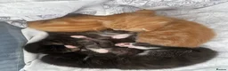 Domestic Shorthair cats for sale: Beautiful kittens for sale in Leicester - Advert 4