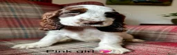 Cocker Spaniel dogs for sale: KC registered, show type, cocker spaniels  - Advert 12