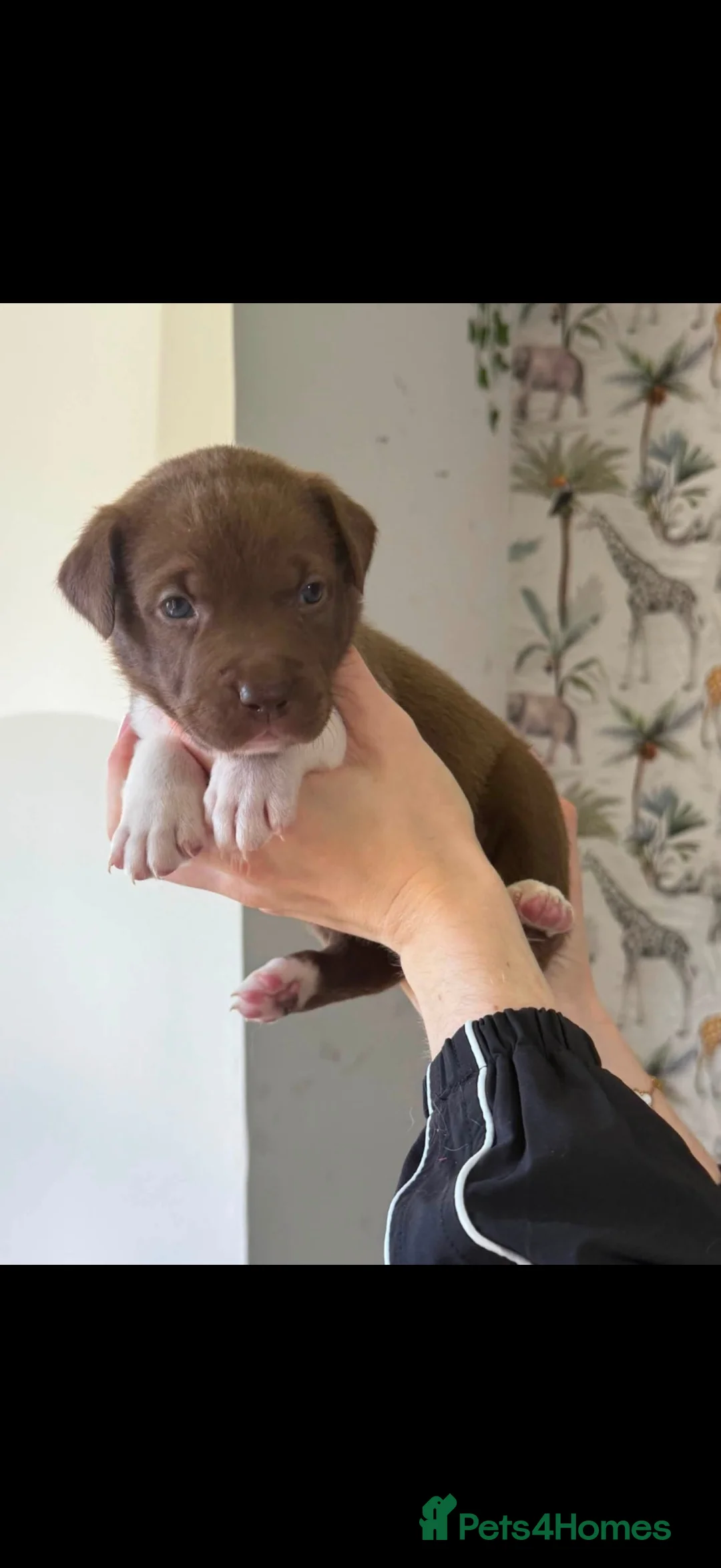 Mixed Breed dogs for sale: Border Collie x American Bully pups  - Advert 2