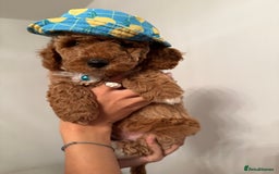 Poochon dogs for sale: Poochon puppies READY TO LEAVE 🐶  - Image 14