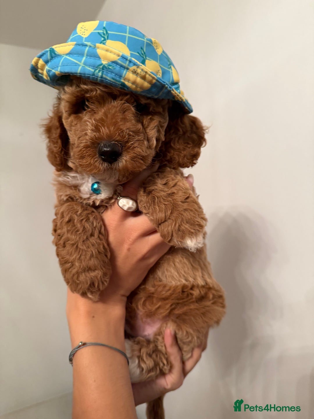 Poochon dogs for sale: Poochon puppies READY TO LEAVE 🐶  - Image 14