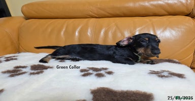 Miniature Dachshund dogs - Advert 6