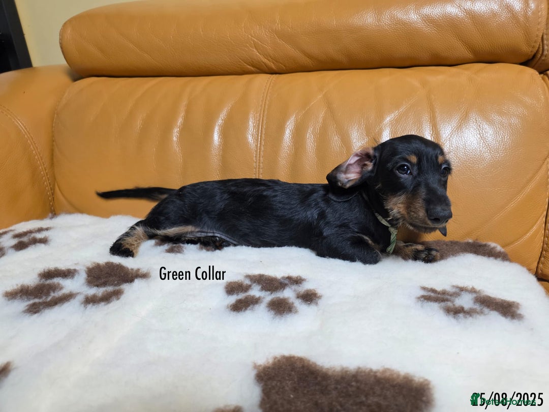 Miniature Dachshund dogs for sale: Miniature Dachshund for sale - FULLY VACCINATED - Image 3