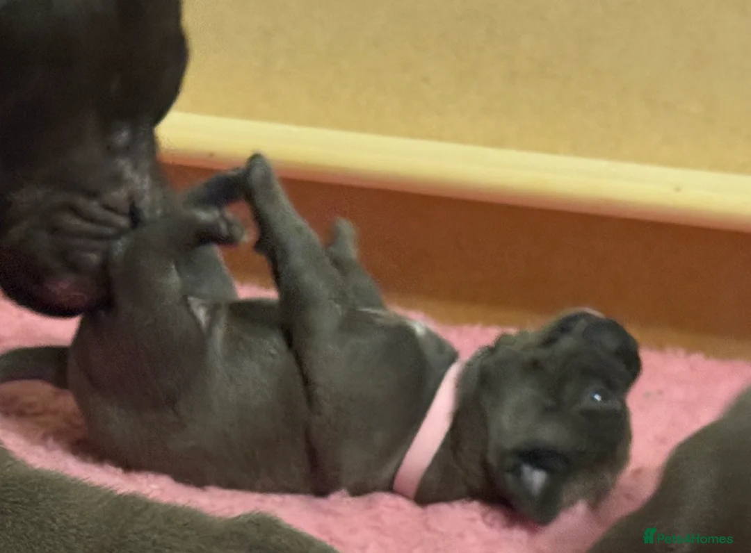 Staffordshire Bull Terrier dogs for sale: KC Blue Staffordshire Bull Terrier Puppies SOLD - Advert 28