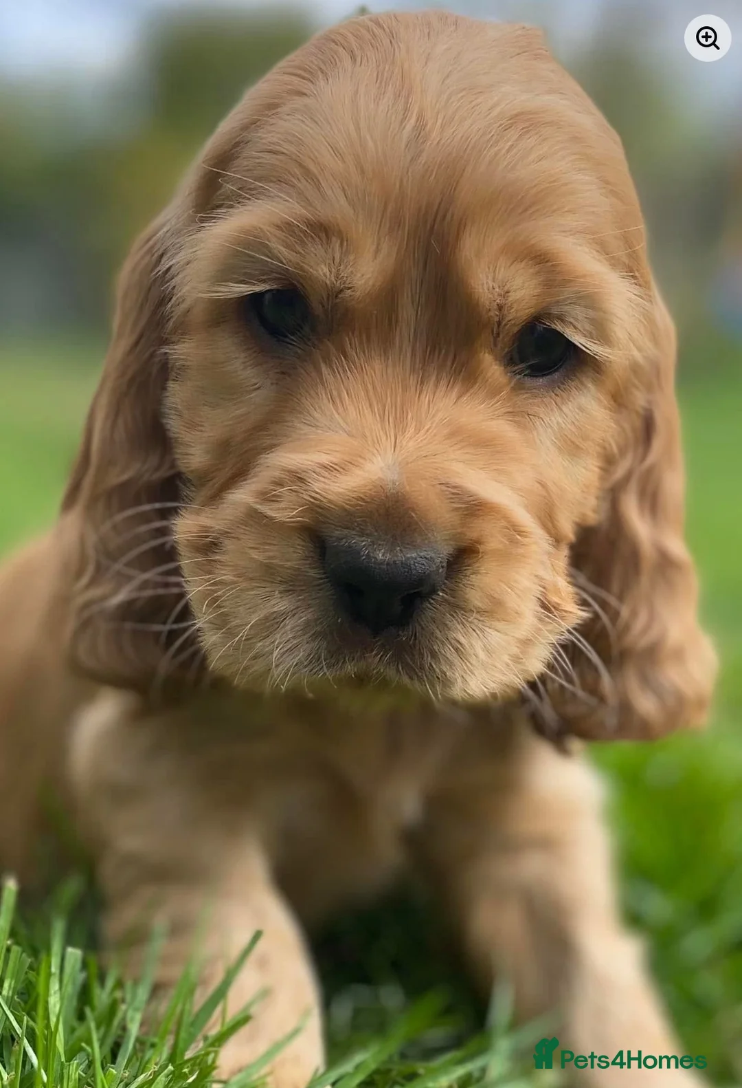 Cocker Spaniel dogs for sale: Therapy calm KC registered show cockers  - Advert 16
