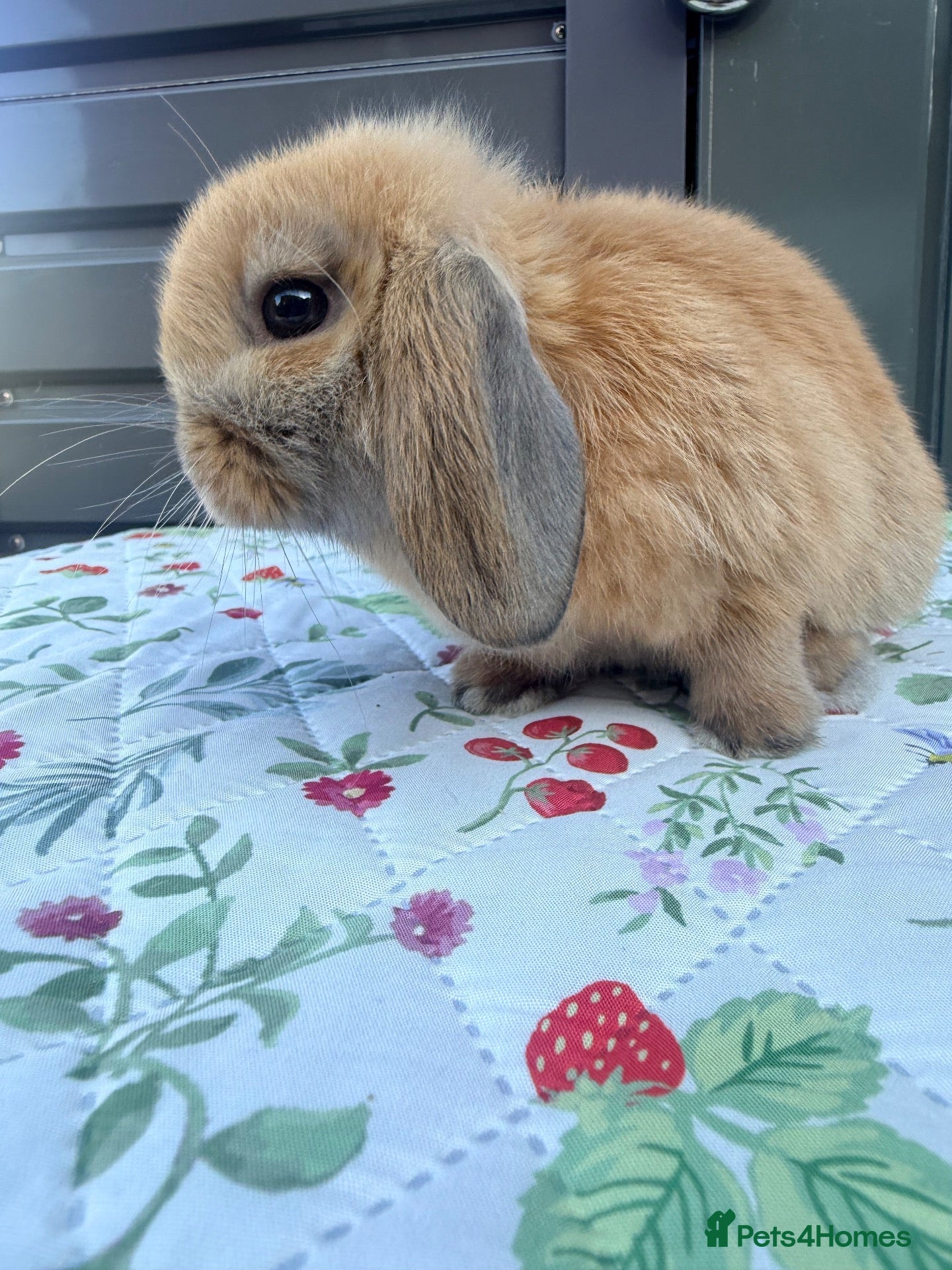 Mini Lop rabbits Mini lop Rabbits for sale 2 Doe and buck  - Advert 1