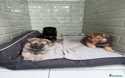German Shepherd dogs for sale: ❤️KC health tested unique gsd babies 🩷 - Image 1