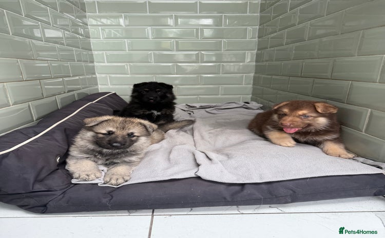 German Shepherd dogs - Advert 3