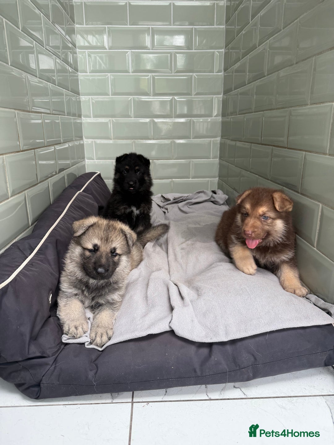 German Shepherd dogs for sale: ❤️KC health tested unique gsd babies 🩷 - Image 1