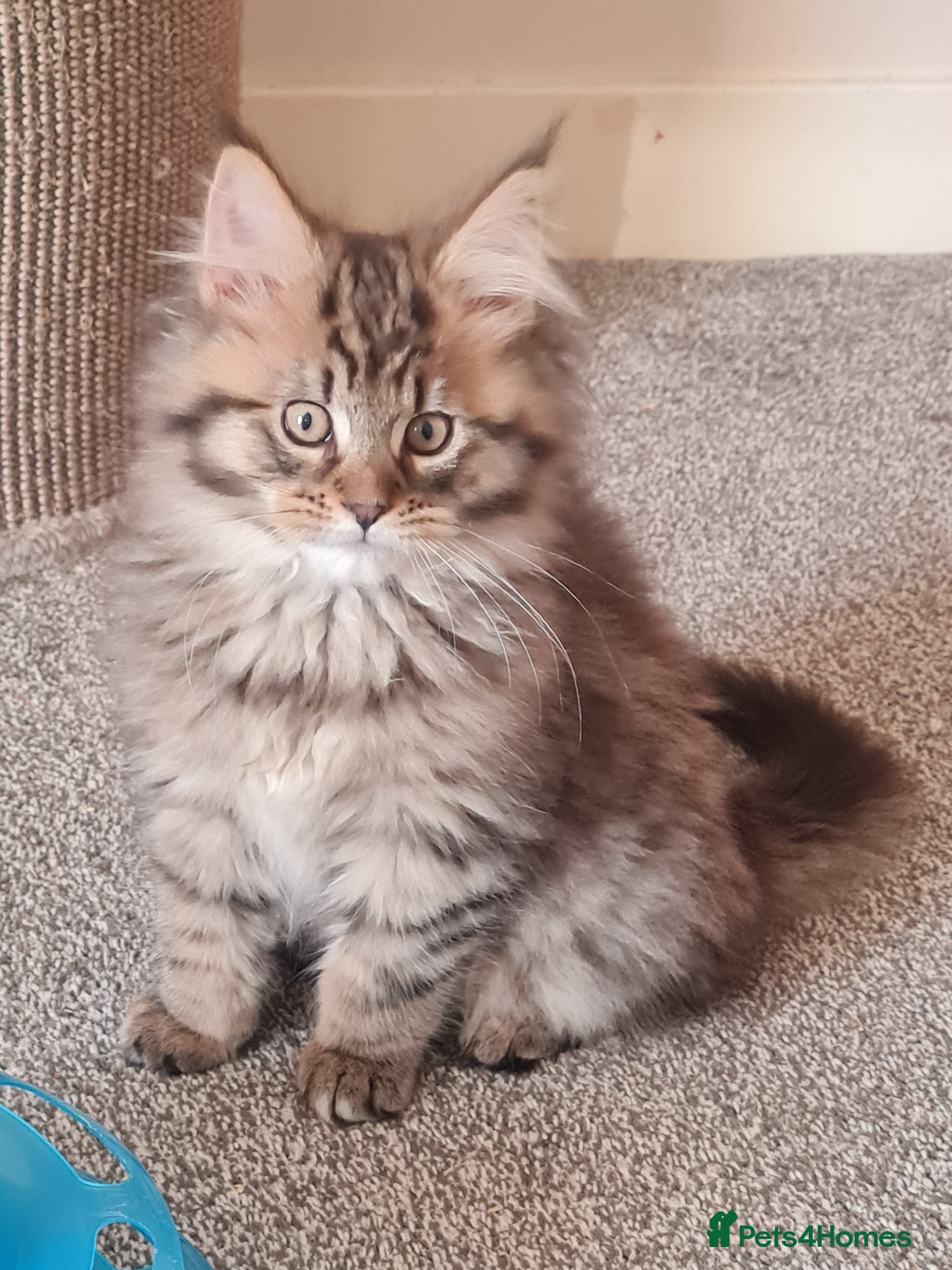 Maine Coon cats Beautiful Pedigree Mainecoons - Advert 9