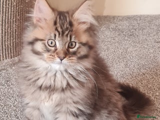 Maine Coon cats Beautiful Pedigree Mainecoons - Advert 18