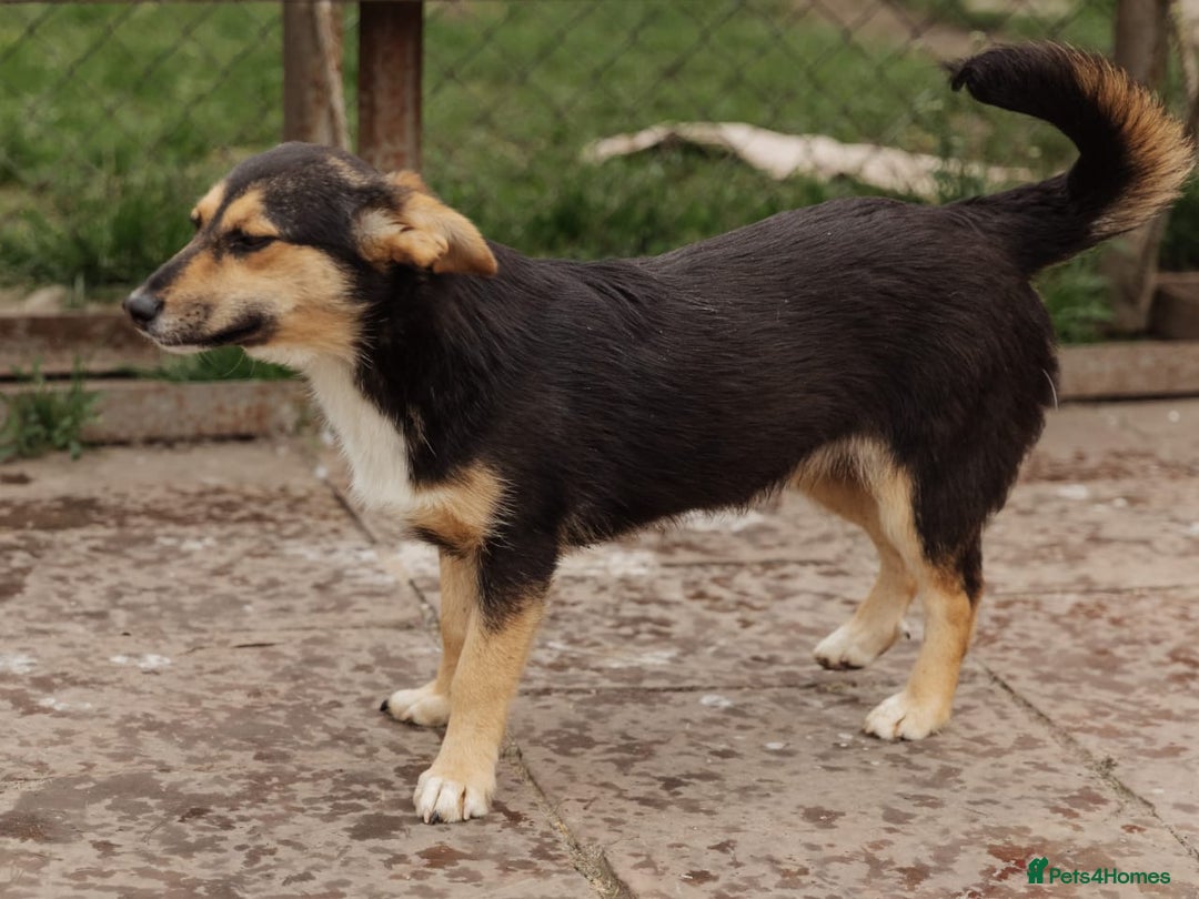 Mixed Breed dogs for adoption: 💖🐶 TONY 🐶💖 - Image 8