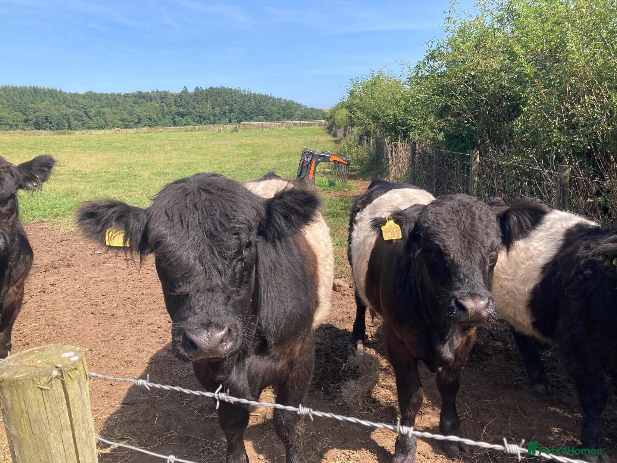 Cows & Bulls livestock Belted Gallaway - Advert 1