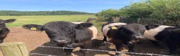 Cows & Bulls livestock for sale: Belted Gallaway - Advert 1