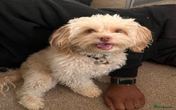 Cavapoo dogs for sale: Adult Male Dog For Sale - Image 9