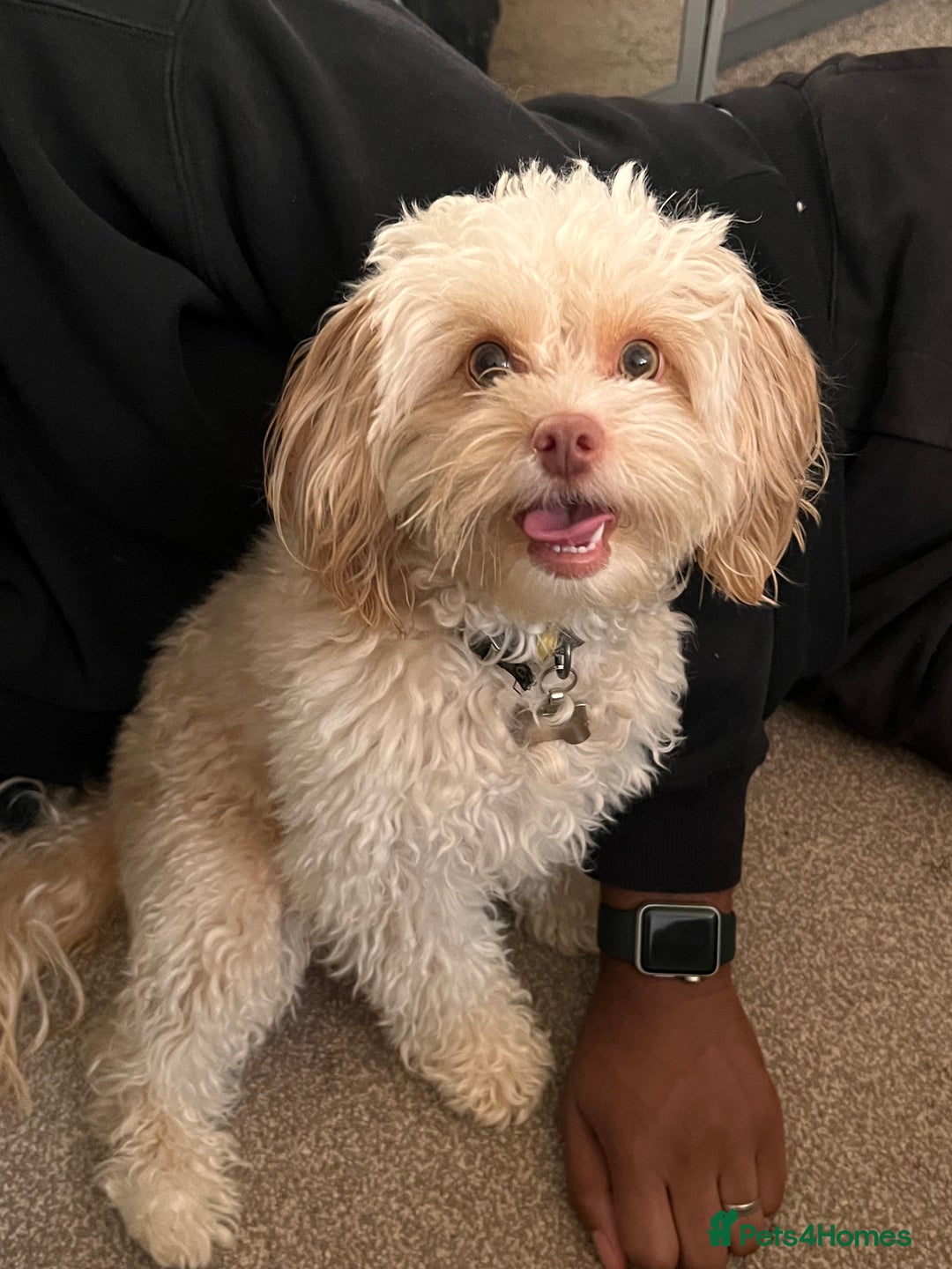 Cavapoo dogs for sale: Adult Male Dog For Sale - Image 9
