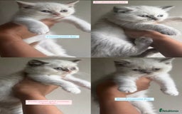 British Shorthair cats for sale: Colourpoint/tortie British shorthair kittens  - Advert 2