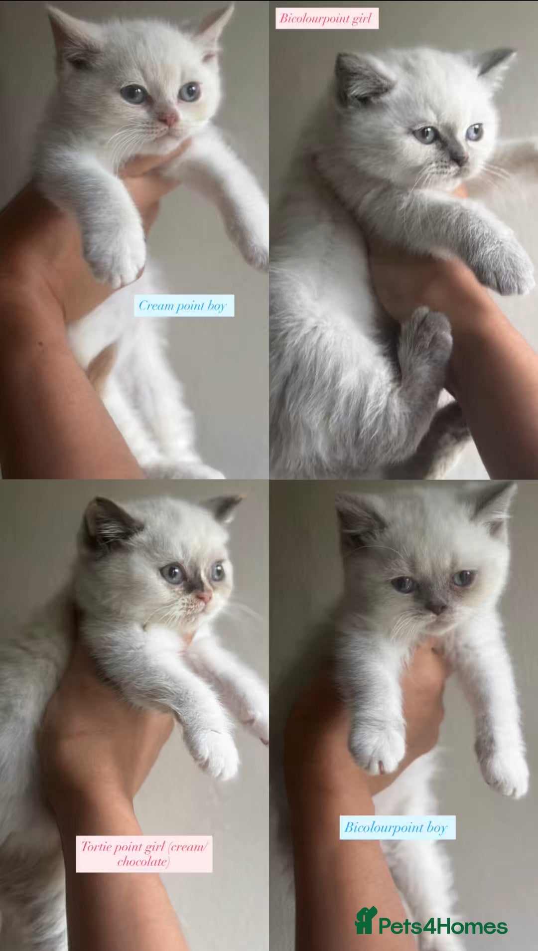 British Shorthair cats for sale: Colourpoint/tortie British shorthair kittens  - Advert 2