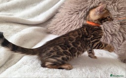 Bengal cats for sale: ✨ Bengal TICA Registered kittens Available ✨🐱 - Image 31