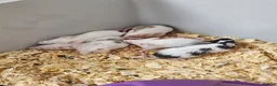 Mouse rodents for sale: Fancy mice  - Advert 10