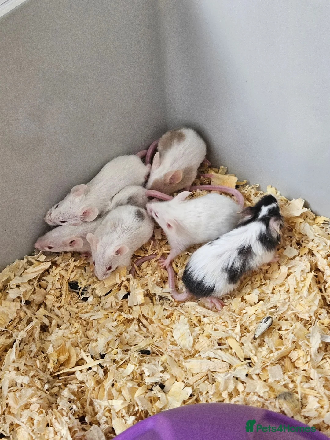 Mouse rodents for sale: Fancy mice  - Advert 10