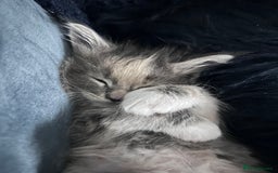 Maine Coon cats for sale: Beautiful female full Maine coon kittens  - Image 10